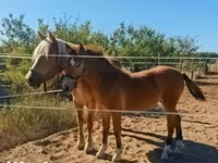 Klisna, Haflinger — foto 7