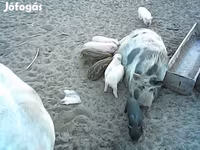 Արու խոզ, Вьетнамская вислобрюхая — լուսանկար 1