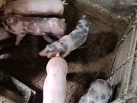 หมูป่าตัวผู้, หมู — รูปภาพ 3