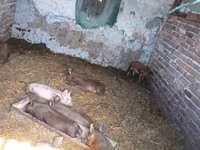 Schweine (Partie, Geschlecht nicht angegeben), Дюрок — Foto 3