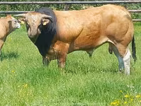 Taureau, Partenaise cattle — photo 4