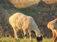 Хуц, Arashan sheep — 6 зураг