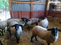 Biri-biri betina, White Suffolk sheep — foto 1