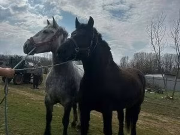 Kuda betina, Horses
