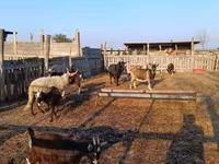 Kambing betina, Goats — foto 2