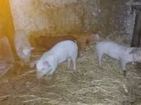 Babi betina, Pigs — foto 1
