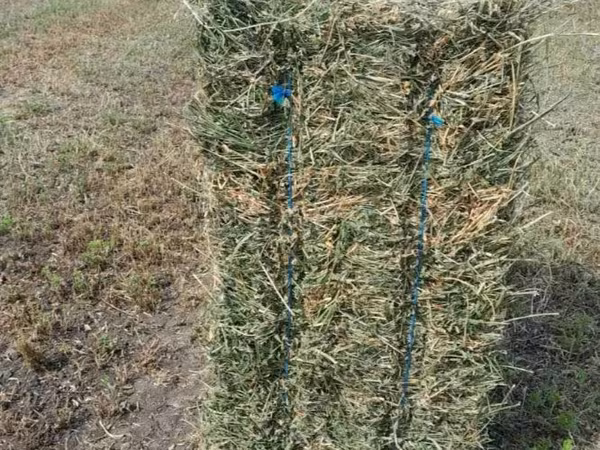 Vindem baloți de lucernă