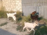 Kambing jantan, Goats — foto 2
