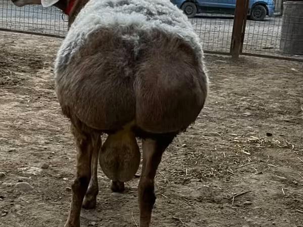 Ram, Arashan sheep — Kyrgyzstan