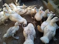 Ducks — 3-rasm