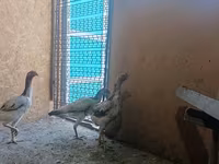Chickens — عکس 4