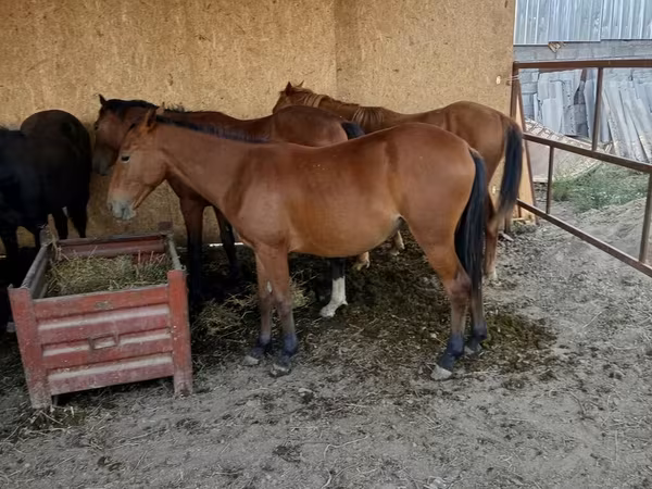 Horse (M), Horses