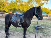Hing, Friesian — 7. fotó