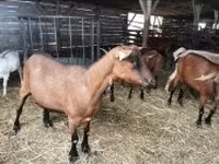 Ged, Alpine goat — foto 1