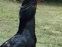 Shamo kyllinger — foto 1