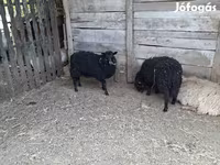 Owca, Racka sheep — zdjęcie 1