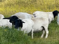 Kambing jantan, Dorper sheep — foto 2