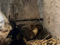 Ducks — 6 зураг