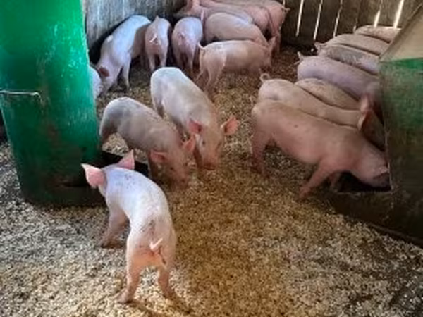 Babi (lot, jantina tidak dinyatakan), Pigs