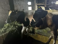 Tehén, Russian Black pied cattle — 1. fotó