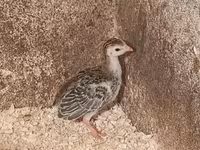 Guinea fowl — foto 1