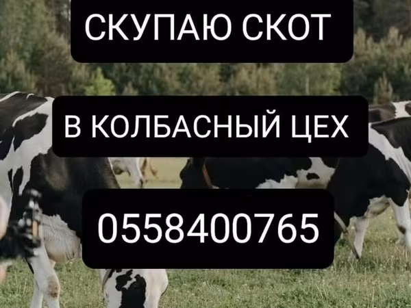 Cattle