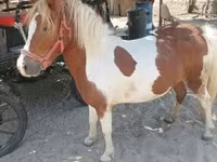 Cavalla, Cavalli — foto 4