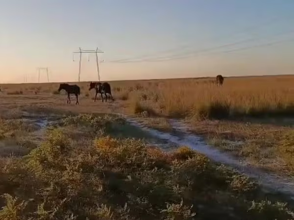 Horse (M), Horses