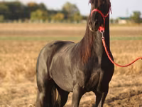Hengst, Friesian — foto 2