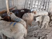میش, گوسفند — عکس 4