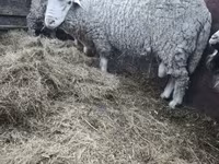 مینڈھا, بھیڑیں — تصویر 5