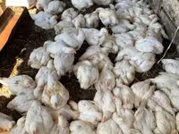 Chickens — 2. fotó