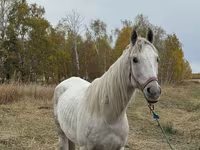 Kůň, Horse breed — foto 3