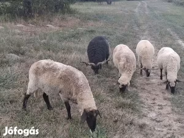 قوچ, گوسفند