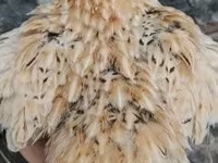 Перепела — фото 2