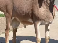 قوچ, Rhon sheep — عکس 4