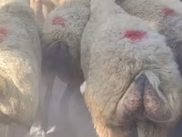 Kambing jantan, Sheep — foto 1