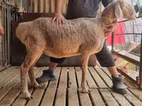 Ovca, Arashan sheep — fotografija 1