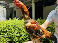 Chickens — Foto 2