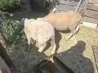 قوچ, Merino sheep — عکس 1