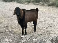Caprone, Nubian Goat — foto 3