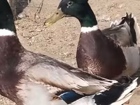 Domestic Muscovy — foto 4