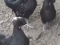 Chickens — عکس 7