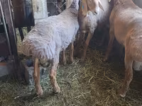 Baran, Arashan sheep — zdjęcie 4