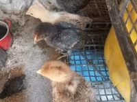 Chickens — foto 8