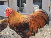 वायंडॉट — फ़ोटो 2
