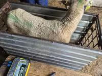 በግ, Kuibyshev sheep — ፎቶ 3