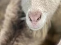 Keçi, Saanen goat — foto 3