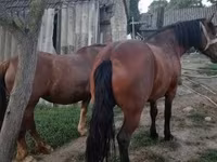ሴት ፈረስ, Horses — ፎቶ 3