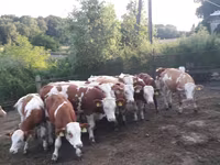 Tyre, Simmental cattle — foto 6